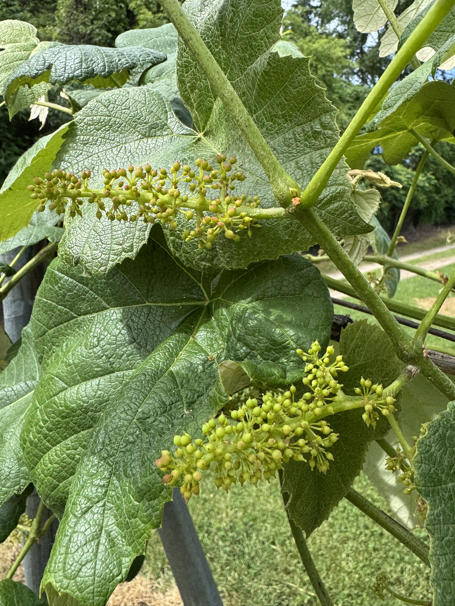 A small cluster of grapes beginning to grow and ripen.